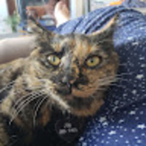 Meet your Posher, Dee